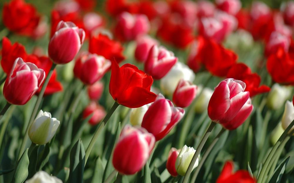 Season-(Spring-Autumn)HD-Wallpapers-Backgrounds ภาพพื้นหลัง พักหน้าจอ No.5