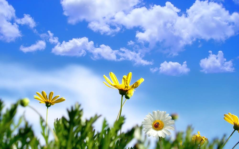 Season-(Spring-Autumn)HD-Wallpapers-Backgrounds ภาพพื้นหลัง พักหน้าจอ No.5