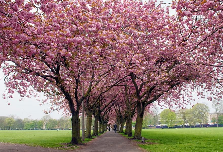 Season-(Spring-Autumn)HD-Wallpapers-Backgrounds ภาพพื้นหลัง พักหน้าจอ No.5