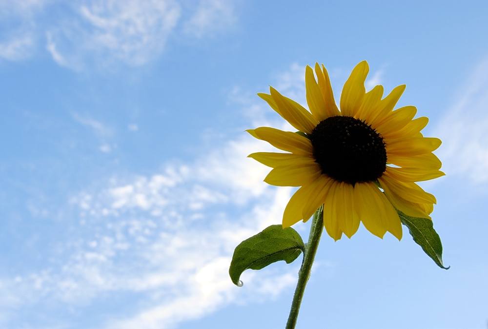 Season-(Summer-ฤดูร้อน)HD-Wallpapers-Backgrounds ภาพพื้นหลัง พักหน้าจอ No.6