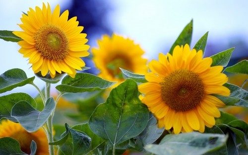 Season-(Summer-ฤดูร้อน)HD-Wallpapers-Backgrounds ภาพพื้นหลัง พักหน้าจอ No.7