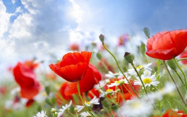 Season-(Summer-ฤดูร้อน)HD-Wallpapers-Backgrounds ภาพพื้นหลัง พักหน้าจอ No.8