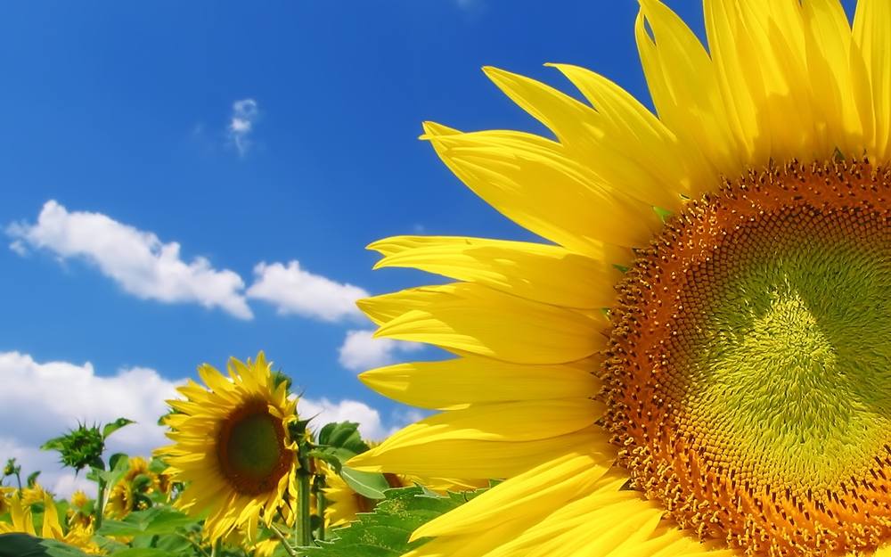 Season-(Summer-ฤดูร้อน)HD-Wallpapers-Backgrounds ภาพพื้นหลัง พักหน้าจอ No.8