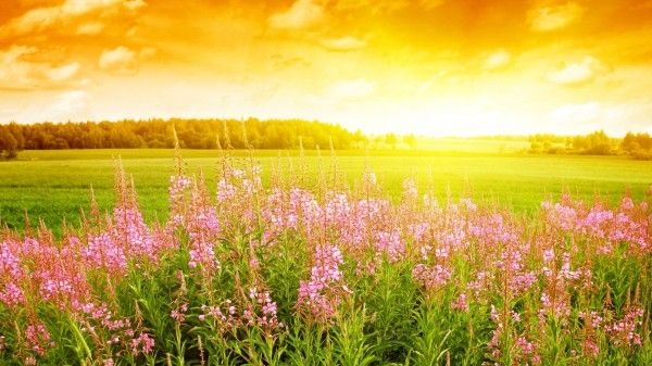 Season-(Summer-ฤดูร้อน)HD-Wallpapers-Backgrounds ภาพพื้นหลัง พักหน้าจอ No.8