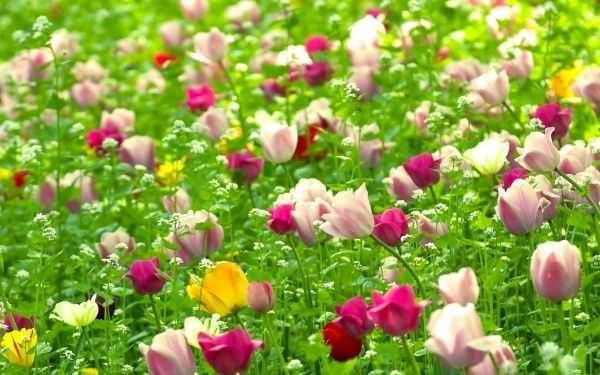 Season-(Summer-ฤดูร้อน)HD-Wallpapers-Backgrounds ภาพพื้นหลัง พักหน้าจอ No.8