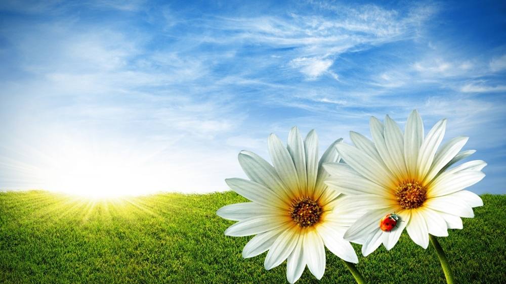 Season-(Summer-ฤดูร้อน)HD-Wallpapers-Backgrounds ภาพพื้นหลัง พักหน้าจอ No.14