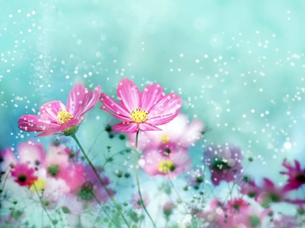 Season-(Summer-ฤดูร้อน)HD-Wallpapers-Backgrounds ภาพพื้นหลัง พักหน้าจอ No.16