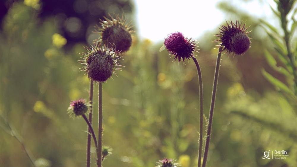 Season-(Summer-ฤดูร้อน)HD-Wallpapers-Backgrounds ภาพพื้นหลัง พักหน้าจอ No.16