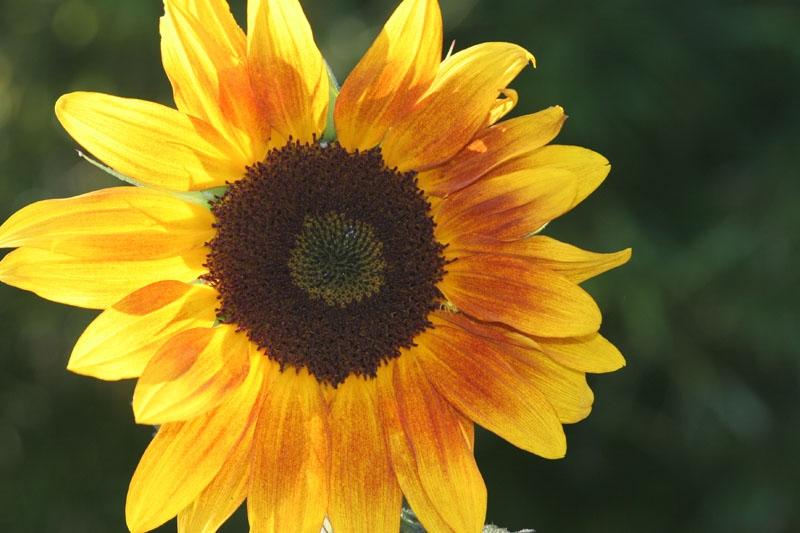 Season-(Summer-ฤดูร้อน)HD-Wallpapers-Backgrounds ภาพพื้นหลัง พักหน้าจอ No.16