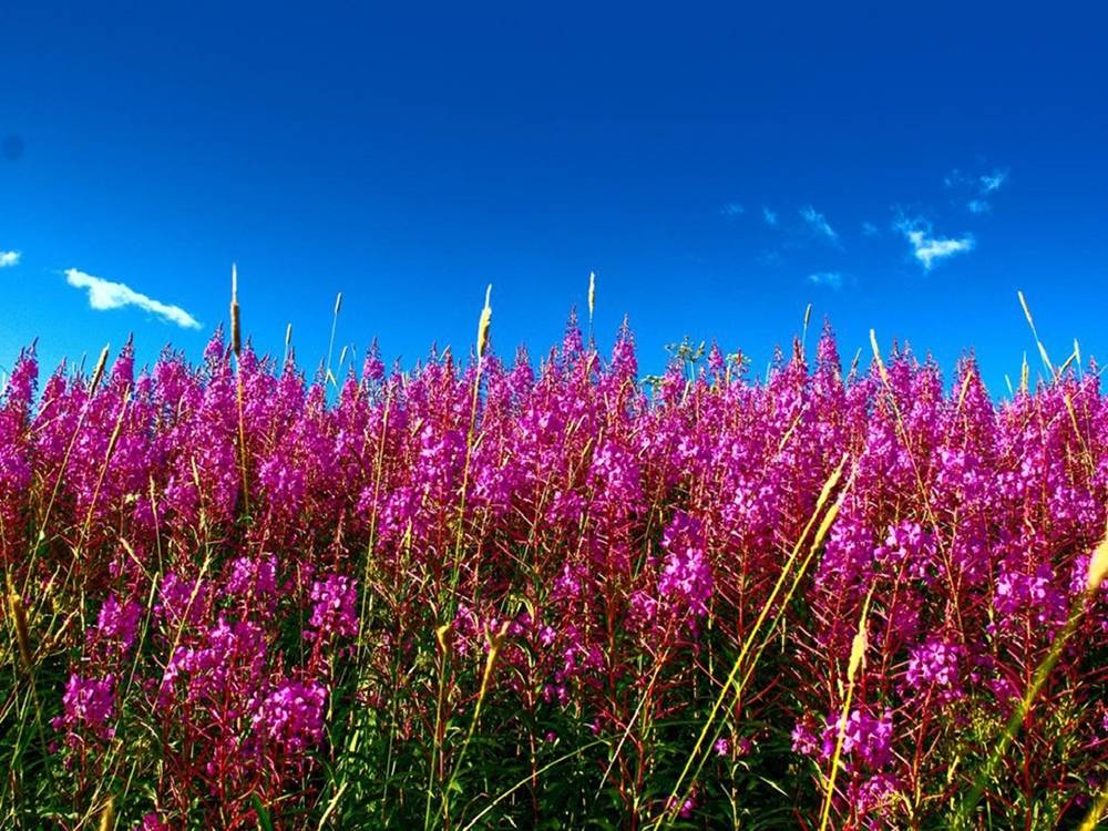Season-(Summer-ฤดูร้อน)HD-Wallpapers-Backgrounds ภาพพื้นหลัง พักหน้าจอ No.16