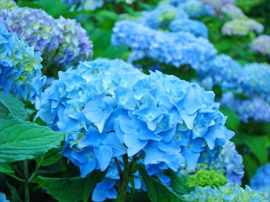 Season-(Summer-ฤดูร้อน)HD-Wallpapers-Backgrounds ภาพพื้นหลัง พักหน้าจอ No.16