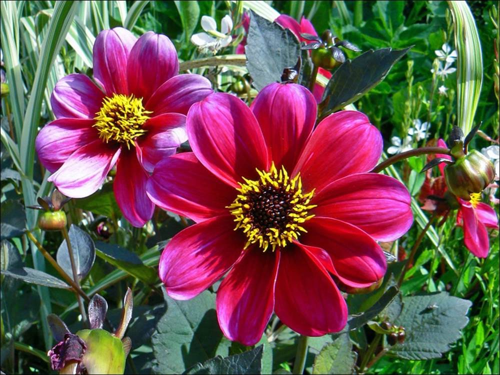 Season-(Summer-ฤดูร้อน)HD-Wallpapers-Backgrounds ภาพพื้นหลัง พักหน้าจอ No.16