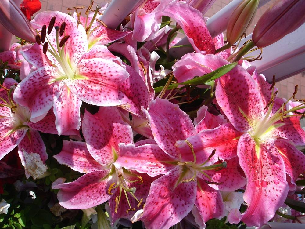 Season-(Summer-ฤดูร้อน)HD-Wallpapers-Backgrounds ภาพพื้นหลัง พักหน้าจอ No.16
