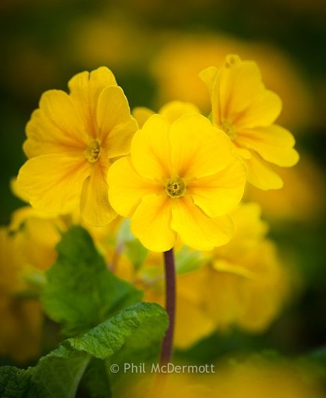 Season-(Summer-ฤดูร้อน)HD-Wallpapers-Backgrounds ภาพพื้นหลัง พักหน้าจอ No.17