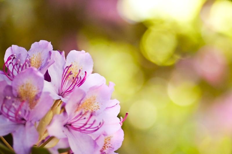 Season-(Summer-ฤดูร้อน)HD-Wallpapers-Backgrounds ภาพพื้นหลัง พักหน้าจอ No.17