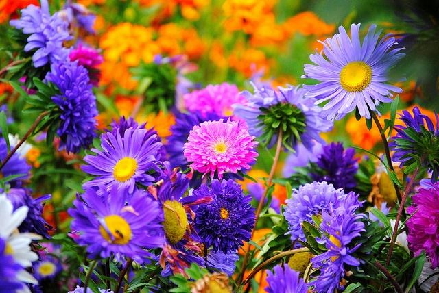 Season-(Summer-ฤดูร้อน)HD-Wallpapers-Backgrounds ภาพพื้นหลัง พักหน้าจอ No.17