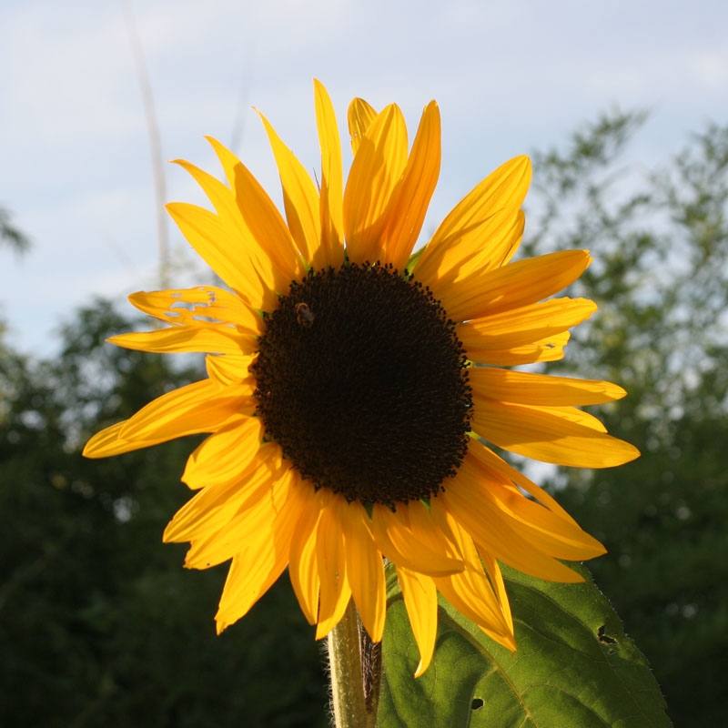 Season-(Summer-ฤดูร้อน)HD-Wallpapers-Backgrounds ภาพพื้นหลัง พักหน้าจอ No.17