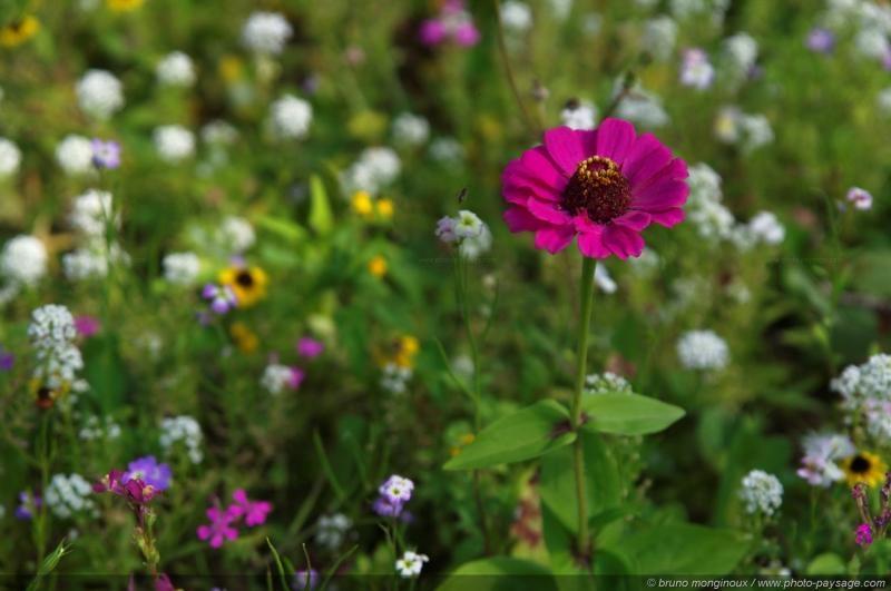 Season-(Summer-ฤดูร้อน)HD-Wallpapers-Backgrounds ภาพพื้นหลัง พักหน้าจอ No.17