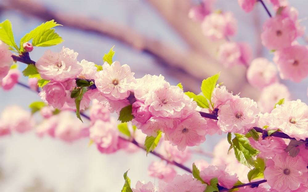 Season-(Summer-ฤดูร้อน)HD-Wallpapers-Backgrounds ภาพพื้นหลัง พักหน้าจอ No.17