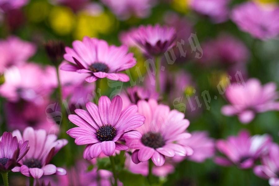 Season-(Summer-ฤดูร้อน)HD-Wallpapers-Backgrounds ภาพพื้นหลัง พักหน้าจอ No.17