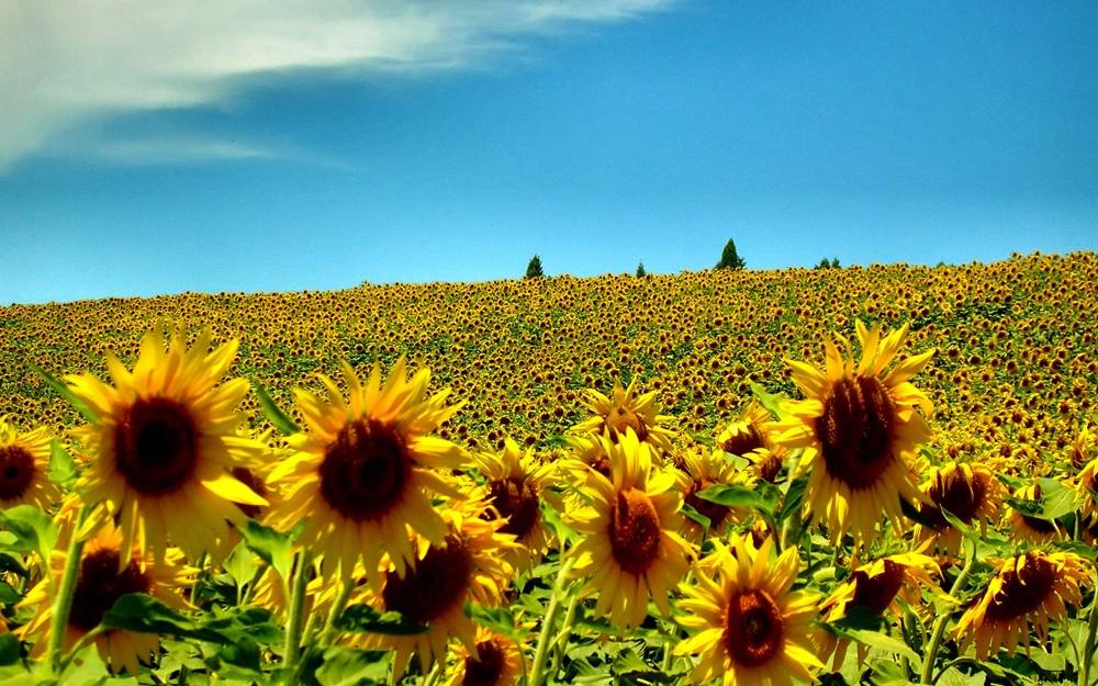 Season-(Summer-ฤดูร้อน)HD-Wallpapers-Backgrounds ภาพพื้นหลัง พักหน้าจอ No.17