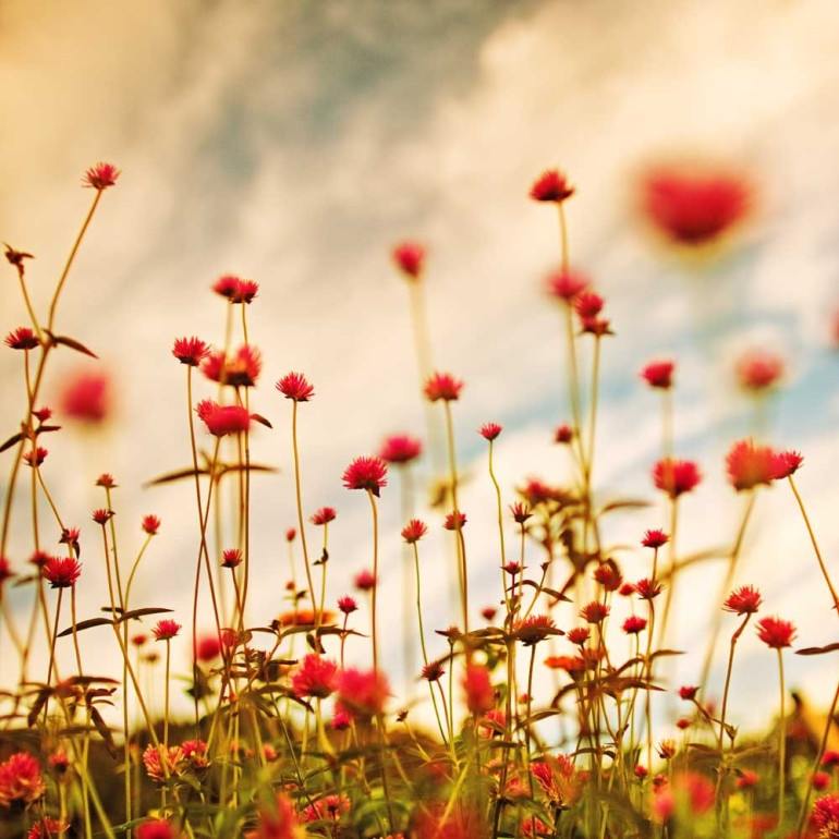Season-(Summer-ฤดูร้อน)HD-Wallpapers-Backgrounds ภาพพื้นหลัง พักหน้าจอ No.18