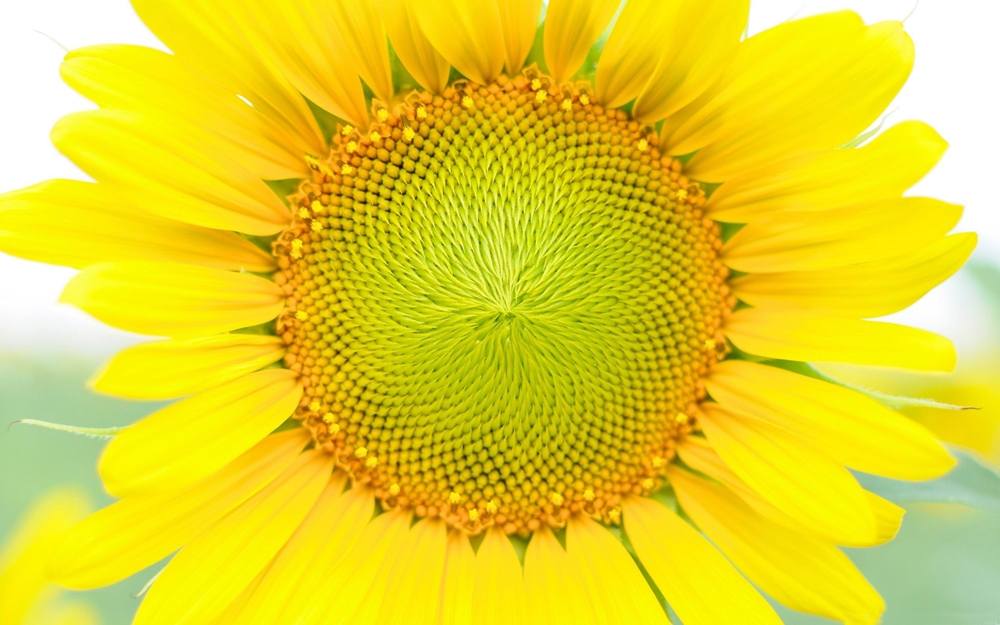 Season-(Summer-ฤดูร้อน)HD-Wallpapers-Backgrounds ภาพพื้นหลัง พักหน้าจอ No.18