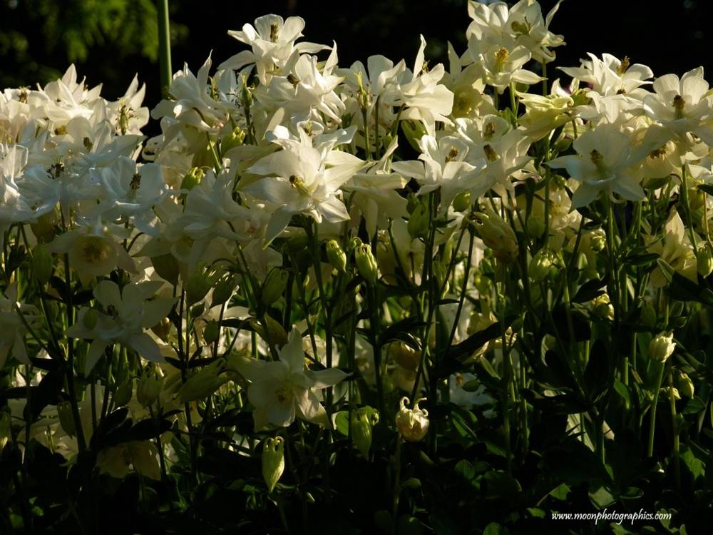 Season-(Summer-ฤดูร้อน)HD-Wallpapers-Backgrounds ภาพพื้นหลัง พักหน้าจอ No.18