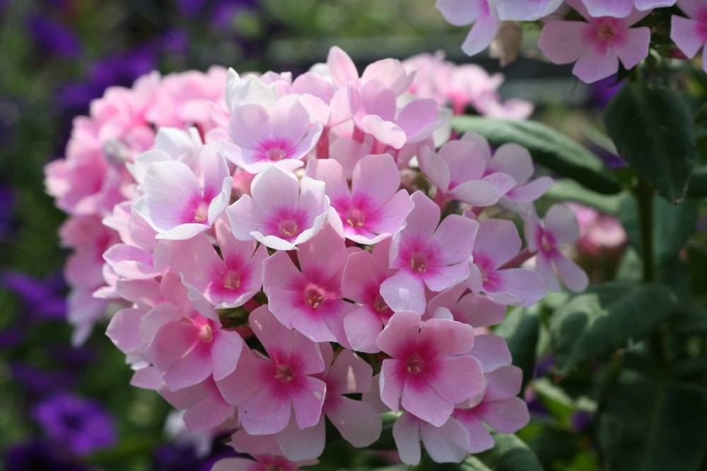 Season-(Summer-ฤดูร้อน)HD-Wallpapers-Backgrounds ภาพพื้นหลัง พักหน้าจอ No.18