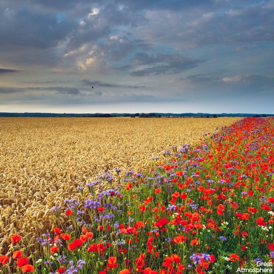 Season-(Summer-ฤดูร้อน)HD-Wallpapers-Backgrounds ภาพพื้นหลัง พักหน้าจอ No.18