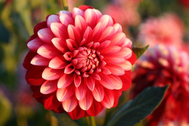 Season-(Summer-ฤดูร้อน)HD-Wallpapers-Backgrounds ภาพพื้นหลัง พักหน้าจอ No.18