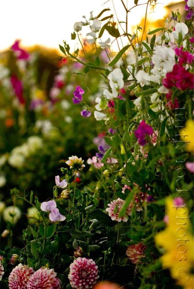 Season-(Summer-ฤดูร้อน)HD-Wallpapers-Backgrounds ภาพพื้นหลัง พักหน้าจอ No.18