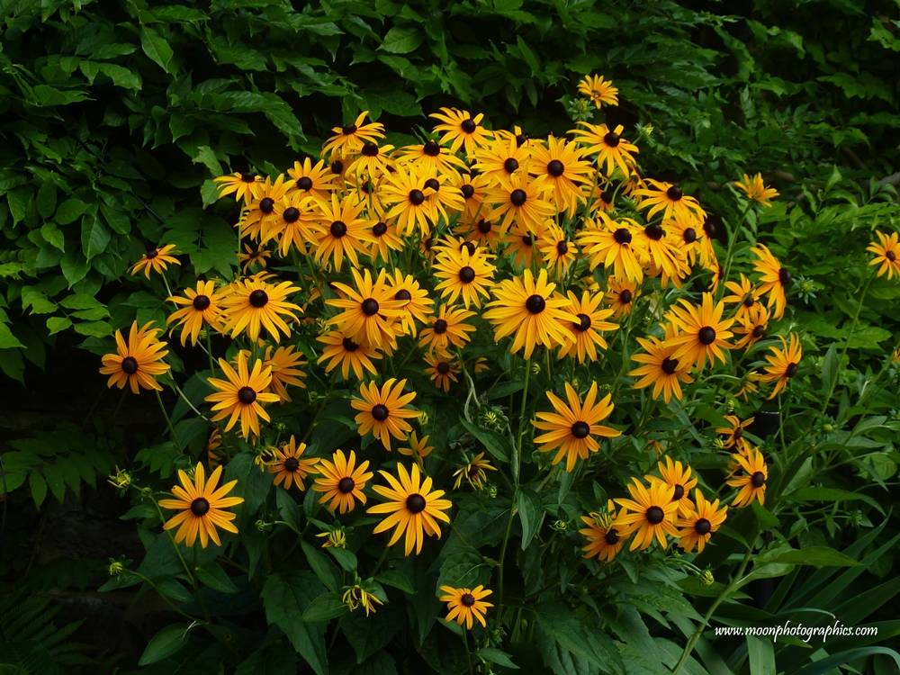 Season-(Summer-ฤดูร้อน)HD-Wallpapers-Backgrounds ภาพพื้นหลัง พักหน้าจอ No.18