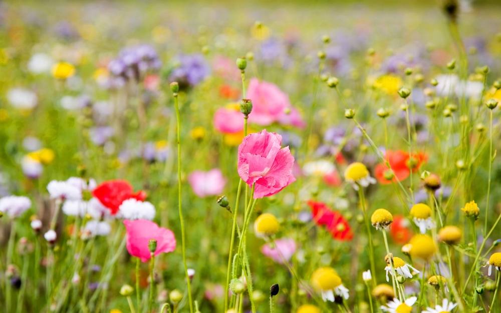 Season-(Summer-ฤดูร้อน)HD-Wallpapers-Backgrounds ภาพพื้นหลัง พักหน้าจอ No.19