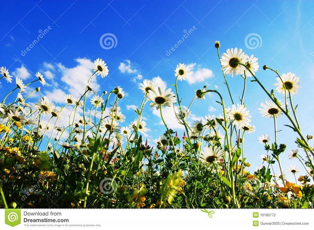 Season-(Summer-ฤดูร้อน)HD-Wallpapers-Backgrounds ภาพพื้นหลัง พักหน้าจอ No.19