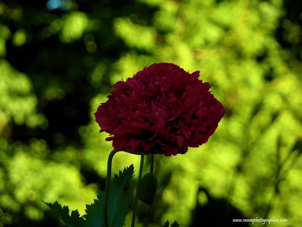Season-(Summer-ฤดูร้อน)HD-Wallpapers-Backgrounds ภาพพื้นหลัง พักหน้าจอ No.19