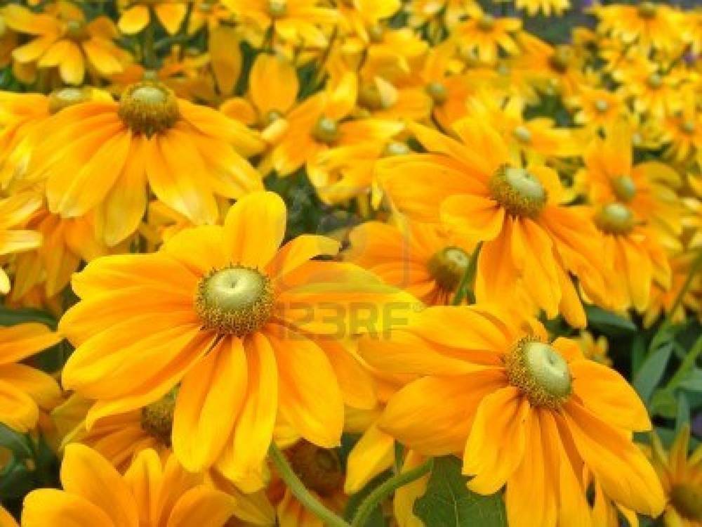 Season-(Summer-ฤดูร้อน)HD-Wallpapers-Backgrounds ภาพพื้นหลัง พักหน้าจอ No.19