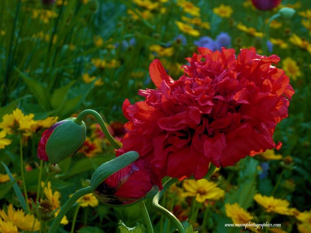 Season-(Summer-ฤดูร้อน)HD-Wallpapers-Backgrounds ภาพพื้นหลัง พักหน้าจอ No.19
