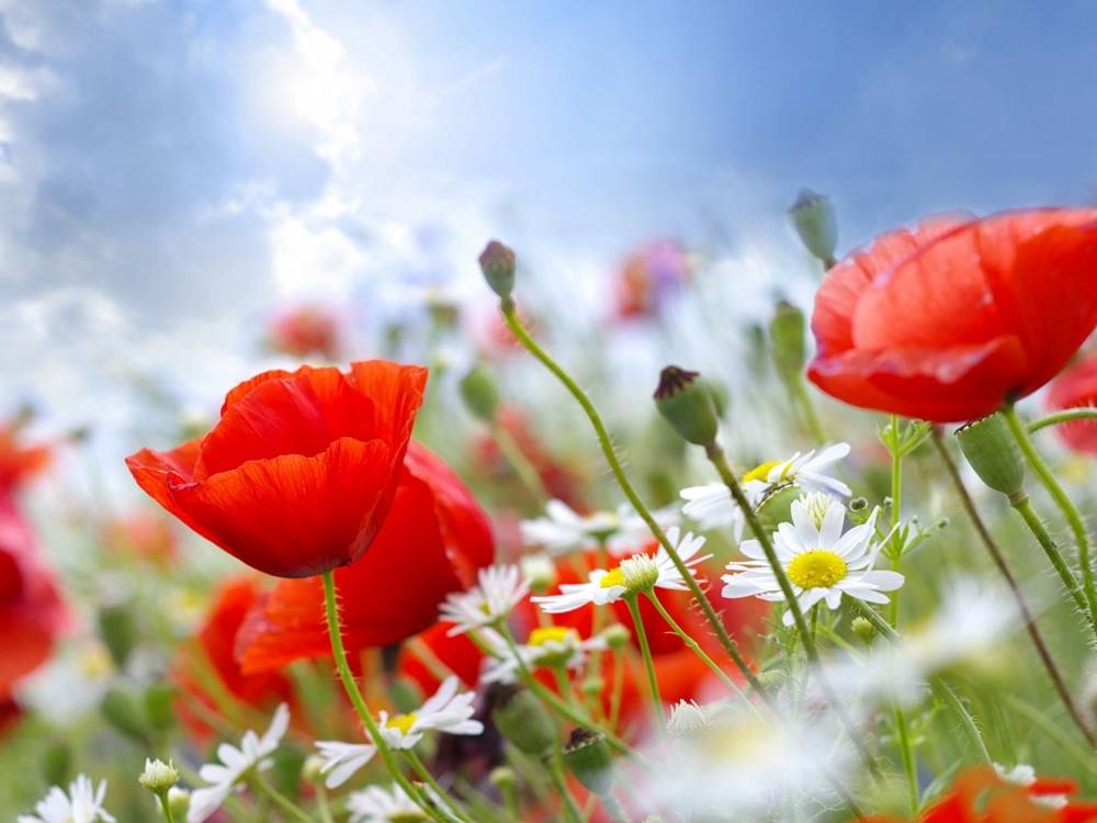 Season-(Summer-ฤดูร้อน)HD-Wallpapers-Backgrounds ภาพพื้นหลัง พักหน้าจอ No.20