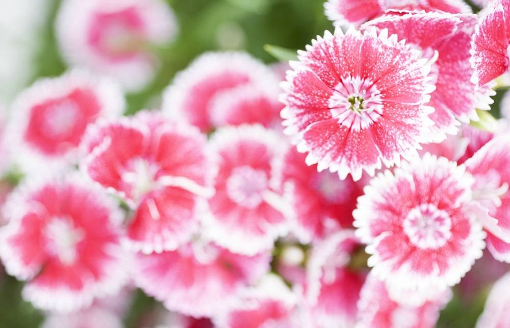 Season-(Summer-ฤดูร้อน)HD-Wallpapers-Backgrounds ภาพพื้นหลัง พักหน้าจอ No.20