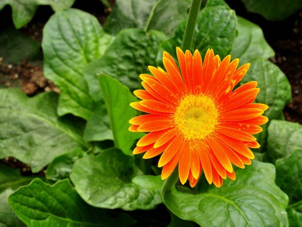 Season-(Summer-ฤดูร้อน)HD-Wallpapers-Backgrounds ภาพพื้นหลัง พักหน้าจอ No.20