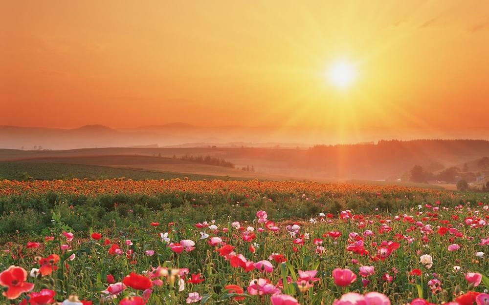 Season-(Summer-ฤดูร้อน)HD-Wallpapers-Backgrounds ภาพพื้นหลัง พักหน้าจอ No.20