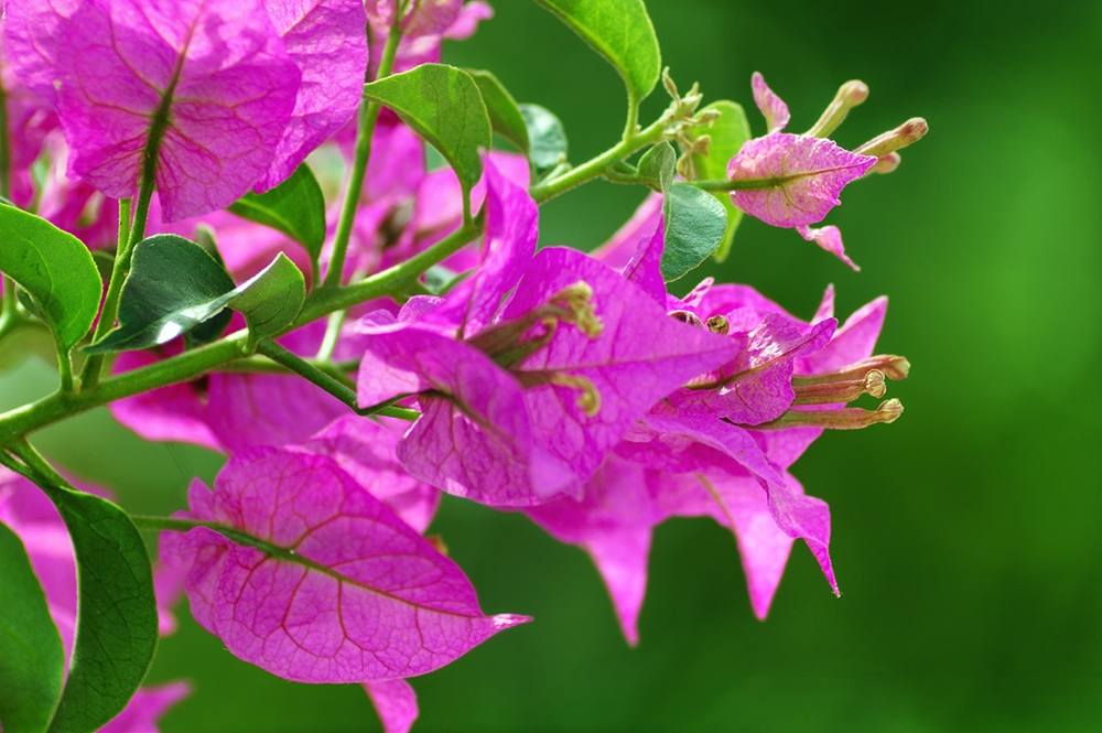 Season-(Summer-ฤดูร้อน)HD-Wallpapers-Backgrounds ภาพพื้นหลัง พักหน้าจอ No.20