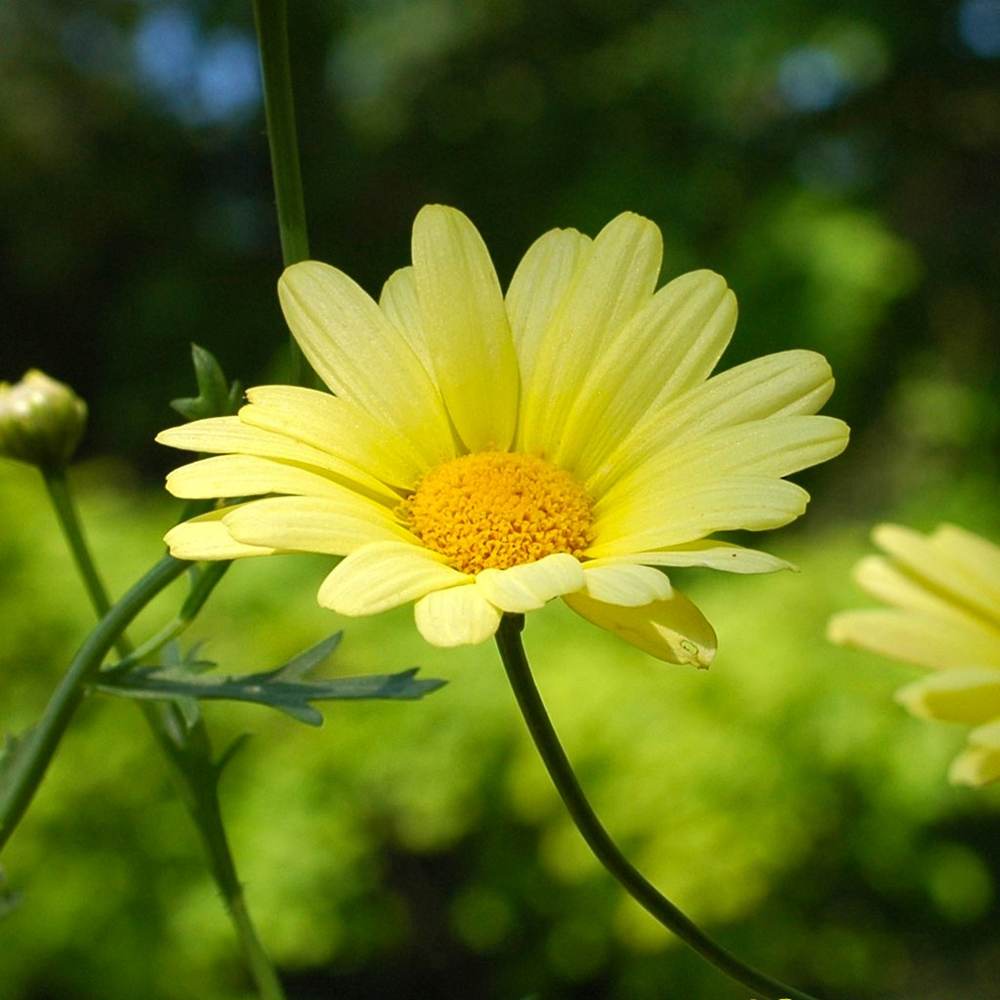 Season-(Summer-ฤดูร้อน)HD-Wallpapers-Backgrounds ภาพพื้นหลัง พักหน้าจอ No.20