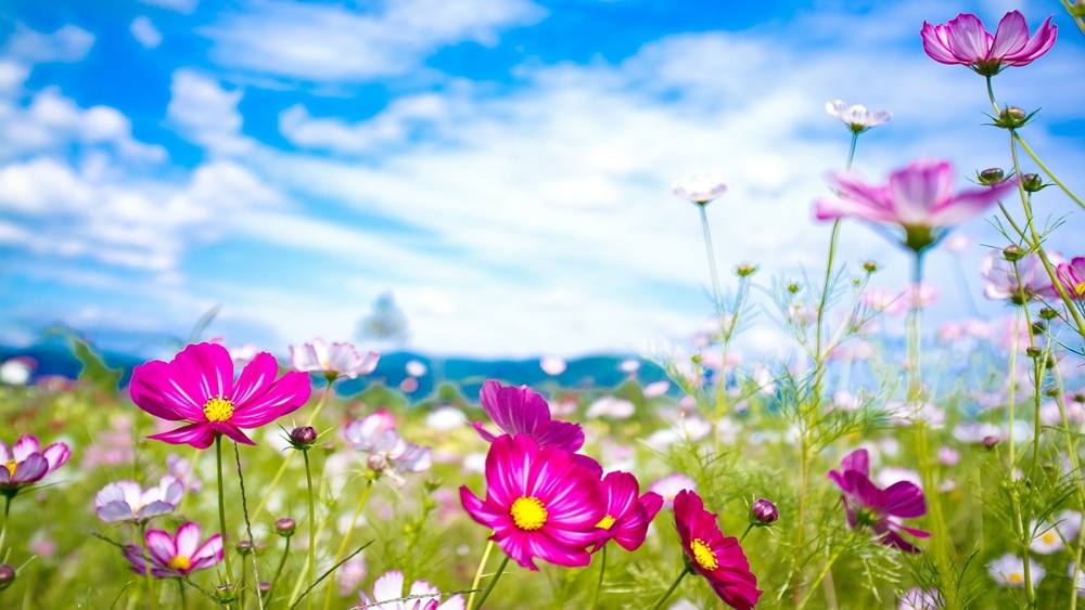 Season-(Summer-ฤดูร้อน)HD-Wallpapers-Backgrounds ภาพพื้นหลัง พักหน้าจอ No.20