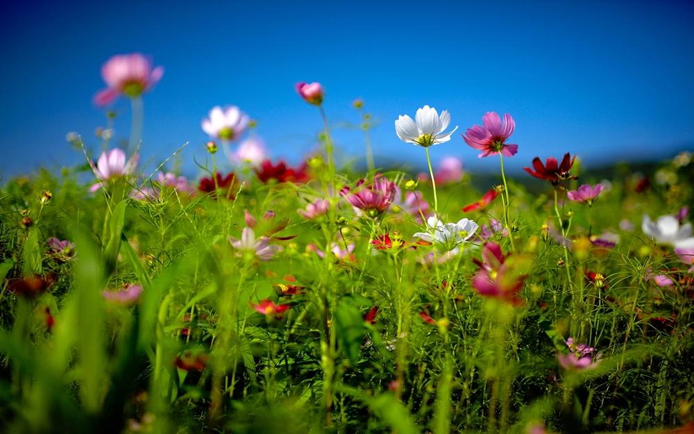 Season-(Summer-ฤดูร้อน)HD-Wallpapers-Backgrounds ภาพพื้นหลัง พักหน้าจอ No.20