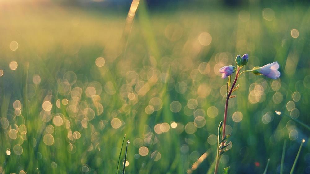Season-(Summer-ฤดูร้อน)HD-Wallpapers-Backgrounds ภาพพื้นหลัง พักหน้าจอ No.20