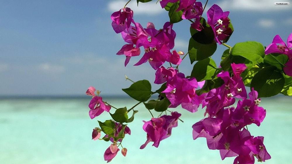 Season-(Summer-ฤดูร้อน)HD-Wallpapers-Backgrounds ภาพพื้นหลัง พักหน้าจอ No.20