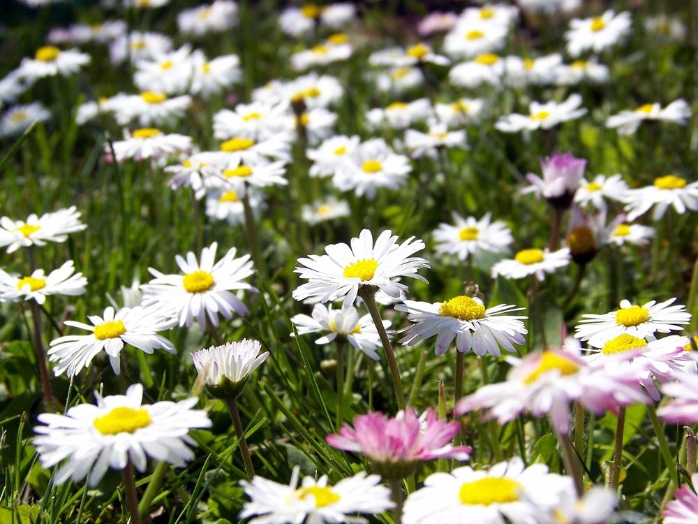 Season-(Summer-ฤดูร้อน)HD-Wallpapers-Backgrounds ภาพพื้นหลัง พักหน้าจอ No.20