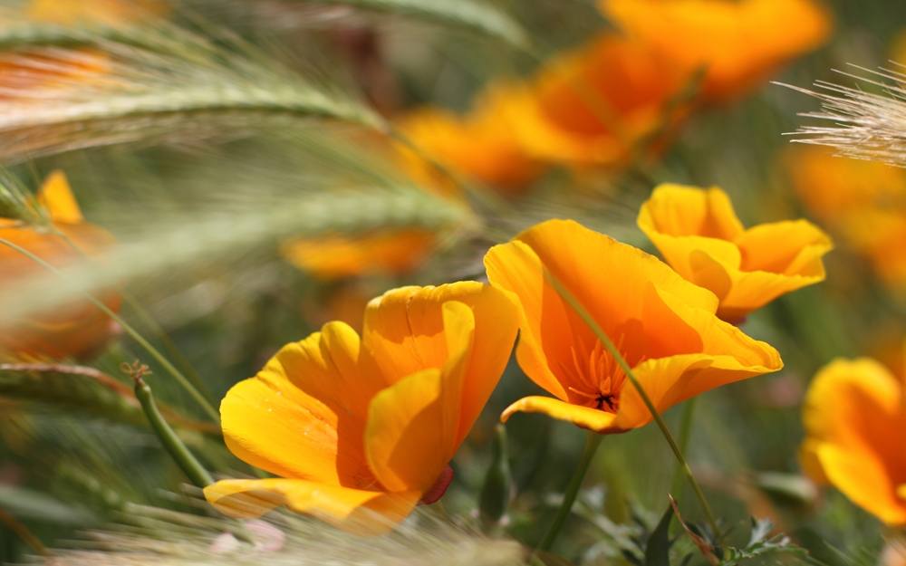 Season-(Summer-ฤดูร้อน)HD-Wallpapers-Backgrounds ภาพพื้นหลัง พักหน้าจอ No.20